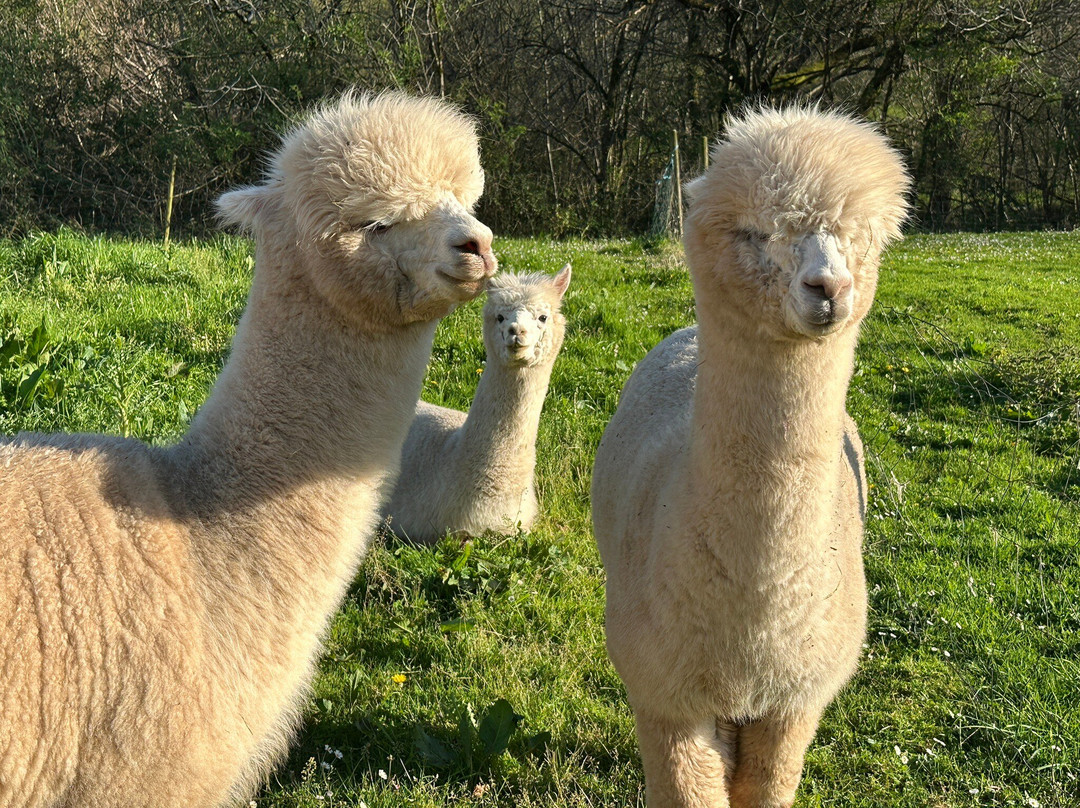 Alpacas de la Tierruca-Llanos必去景点