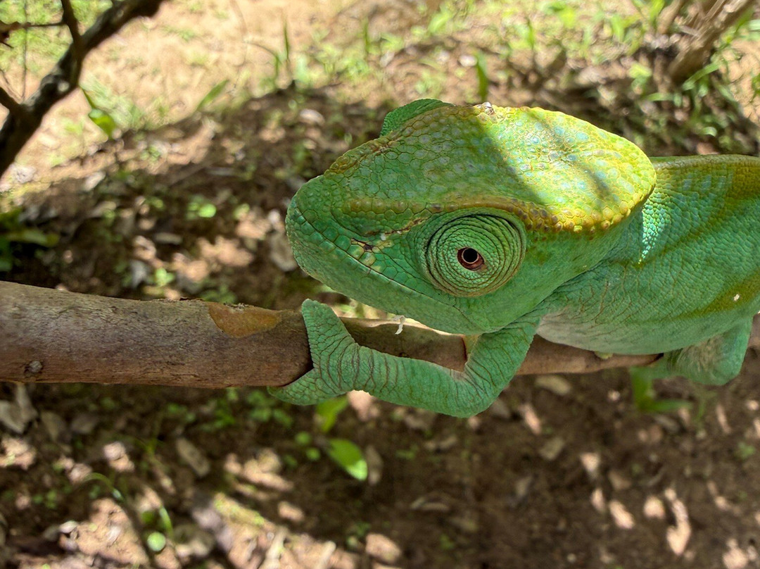 Reserve Peyrieras Madagascar Exotic-Marozevo必去景点