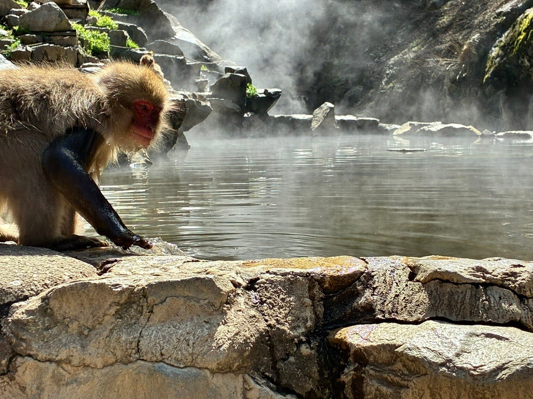 地狱谷雪猴公园-山之内町必去景点