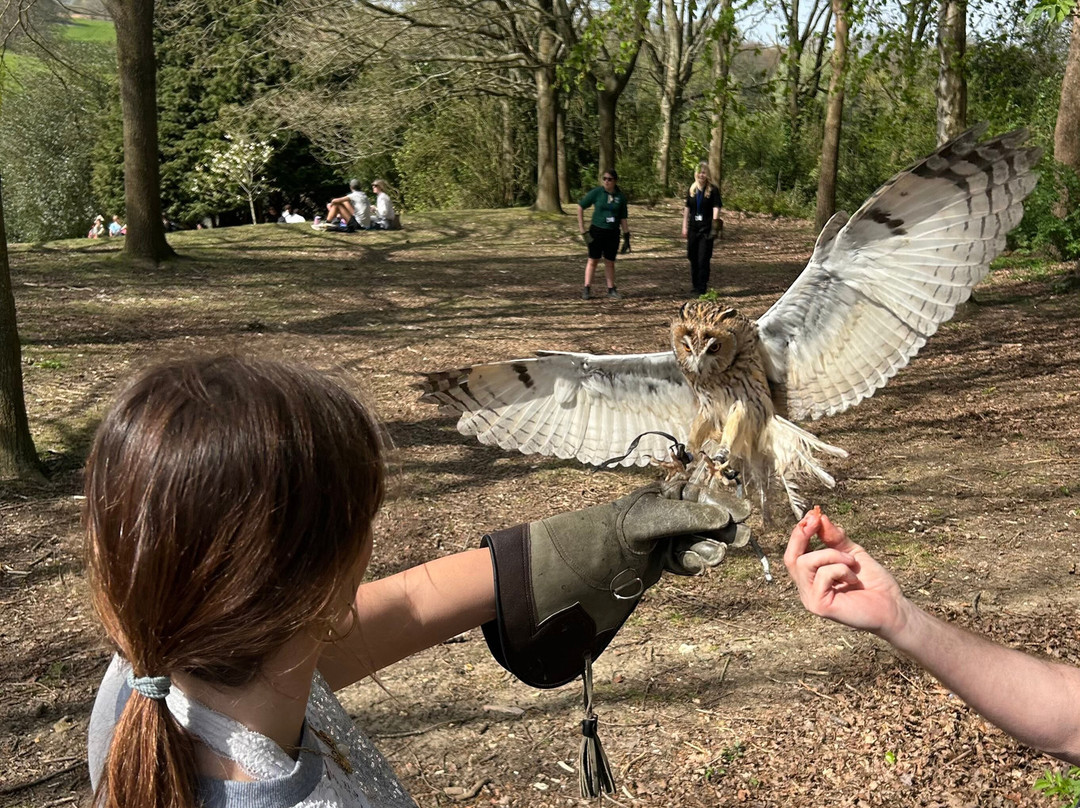 Leeds Castle Falconry Experiences-Leeds必去景点