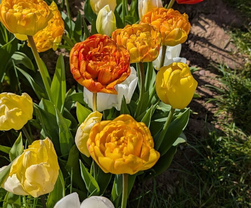 Tulleys Tulip Garden - Warwickshire-沃里克必去景点
