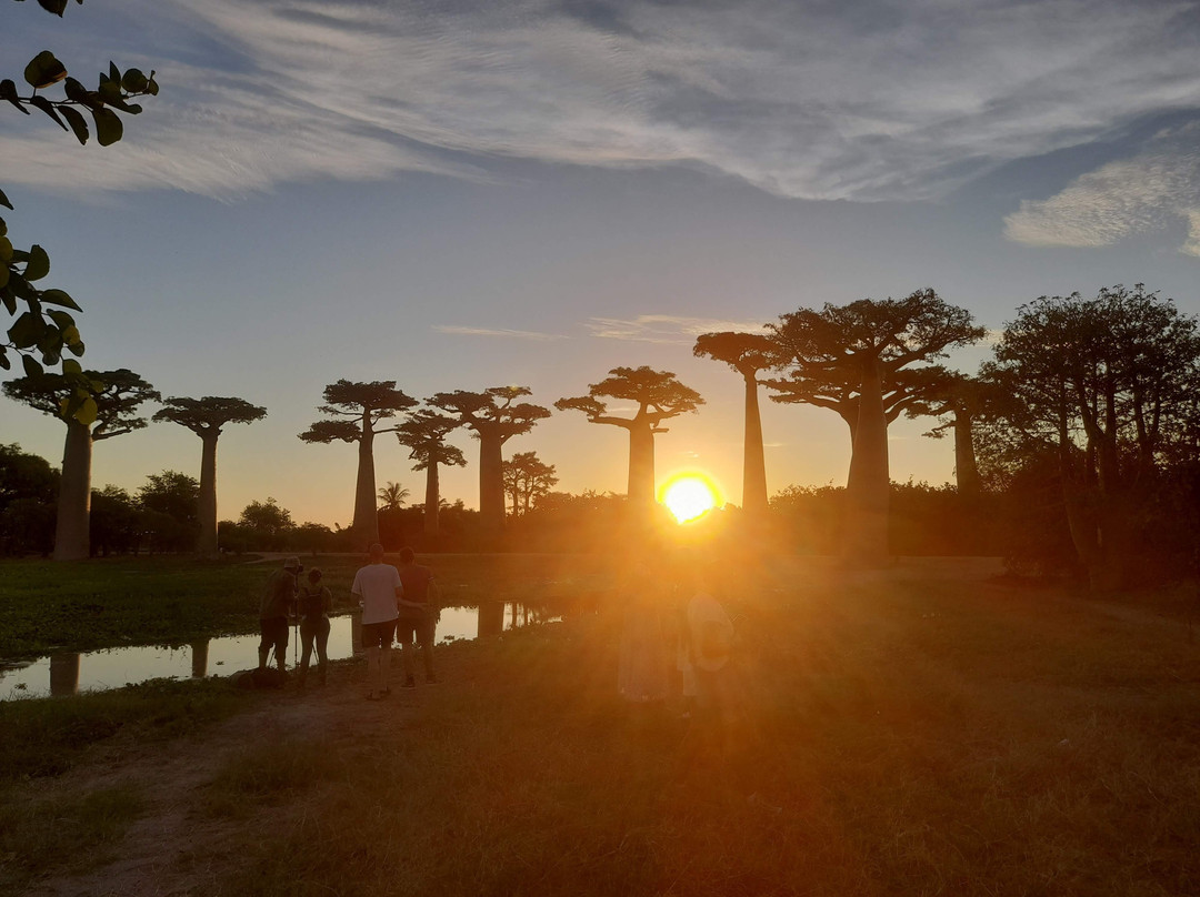 Avenue of the Baobabs-Morondava必去景点