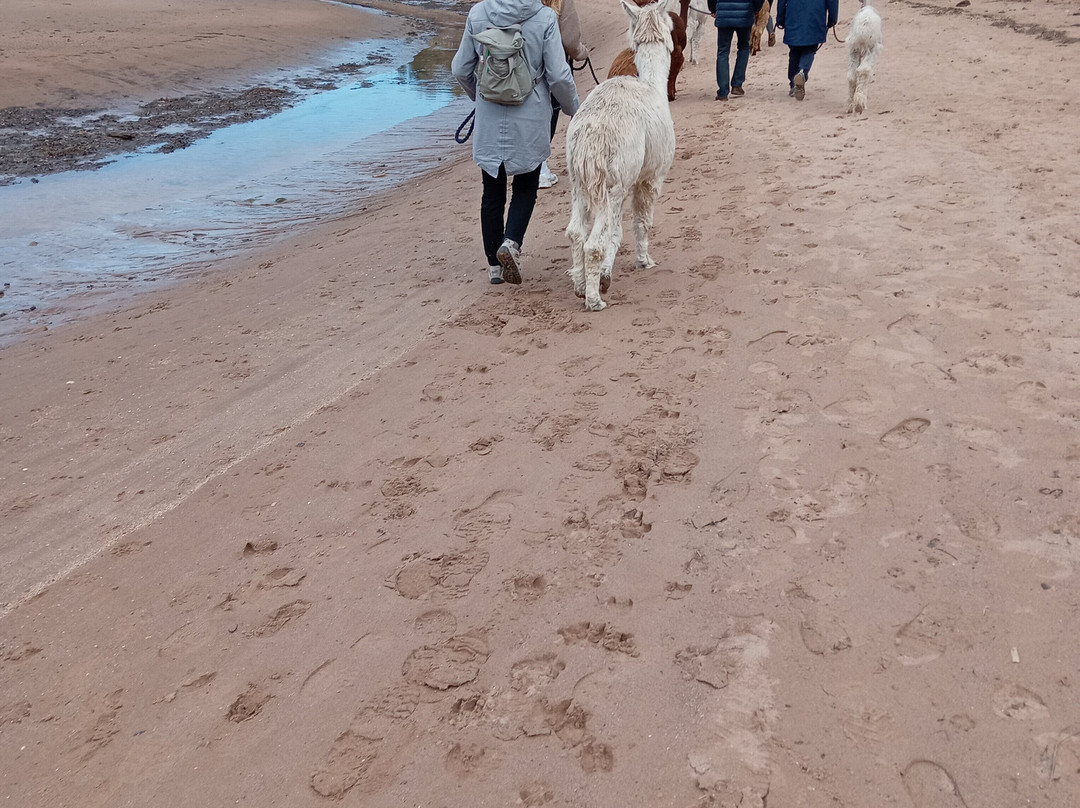 John Muir Alpacas-Dunbar必去景点
