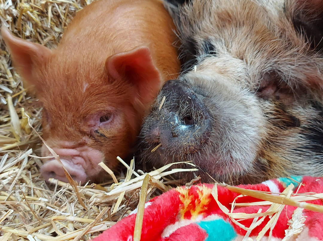 Chew Valley Animal Park-Chew Magna必去景点