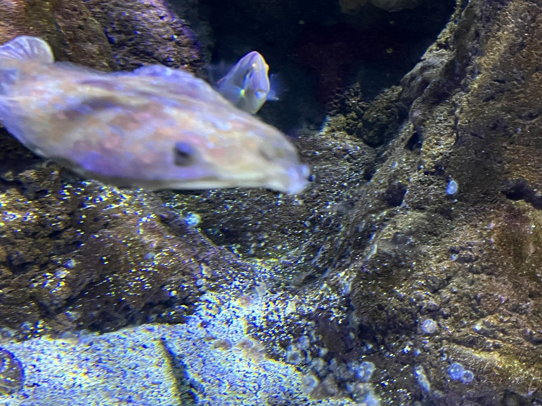 Aquarium Cabrera - Centro de Visitantes Ses Salines o Centro Interpretacion Cabrera-Colonia de Sant Jordi必去景点