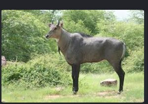 Ranthambore National Park-Ranthambore National Park必去景点