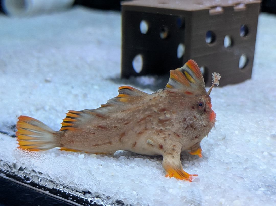 Seahorse World-Beauty Point必去景点