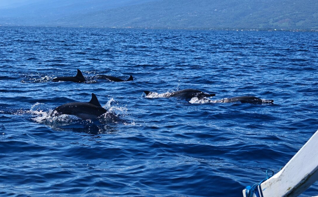 dolphin Lovina tours-罗威那海滩必去景点