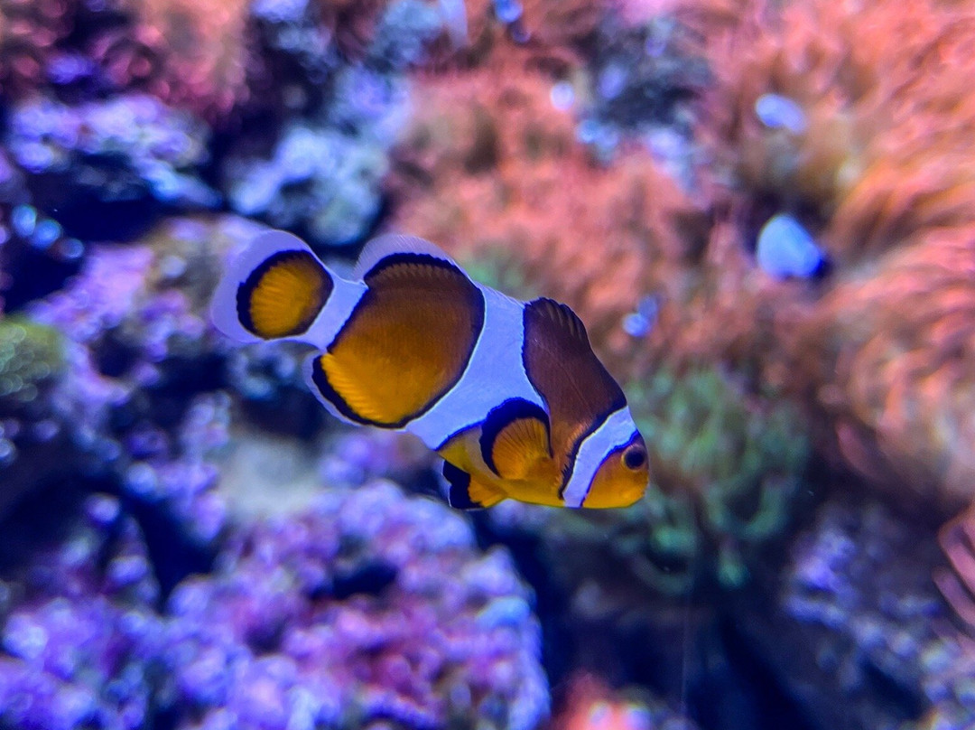 AquaRio-里约热内卢必去景点
