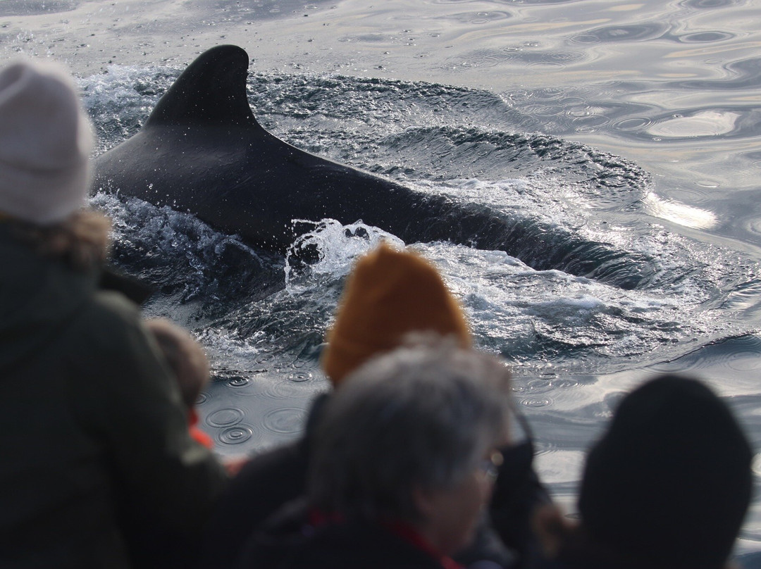 Arctic Whale Tours - Andenes-Andenes必去景点