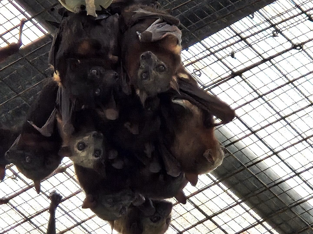 The Bat Hospital Visitor Centre- 阿瑟顿必去景点