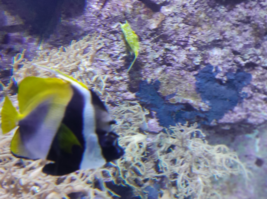 Aquarium de Lyon-La Mulatiere必去景点