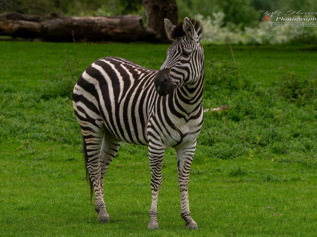 Knowsley Safari-Prescot必去景点