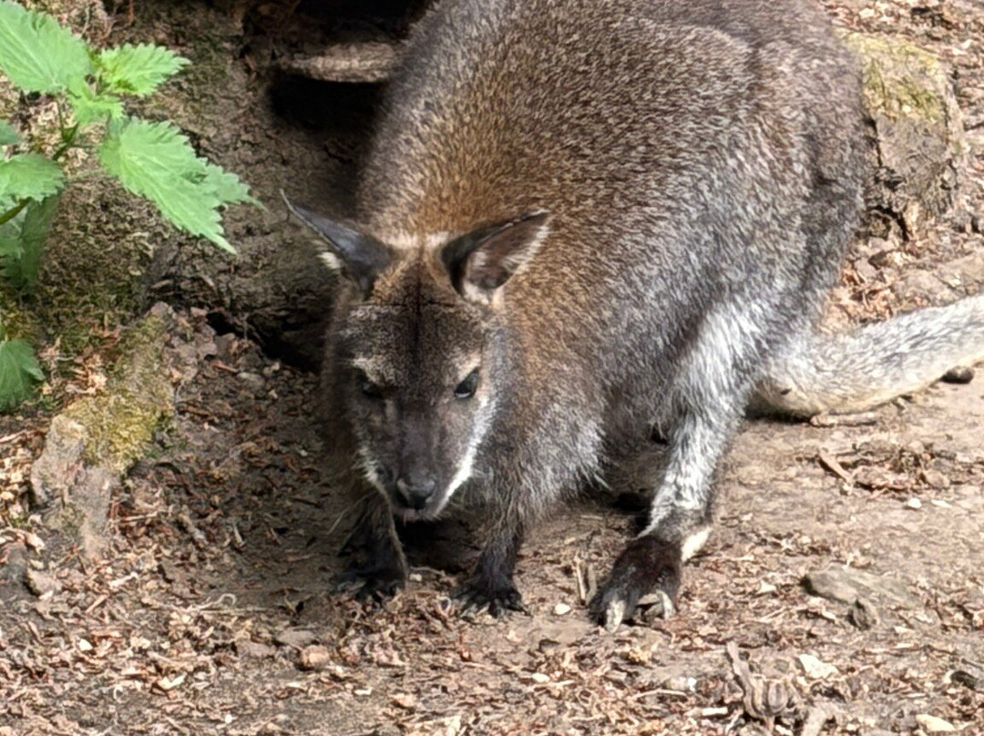 Willows Bird of Prey & Wildlife Trail-Knockholt必去景点