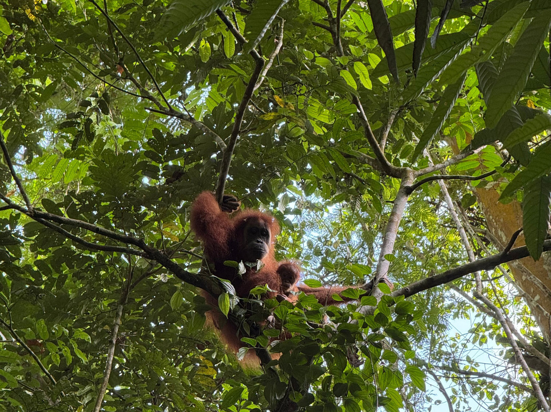 Sumatra Tour Adventures-武吉拉旺必去景点