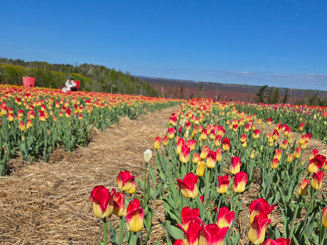Belfast Tulips