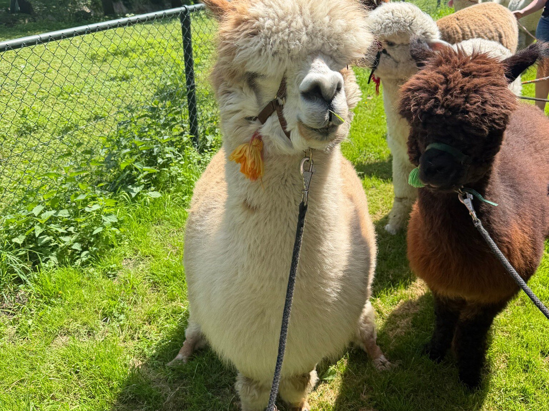 Alpaca Zeeland-Nieuwdorp必去景点