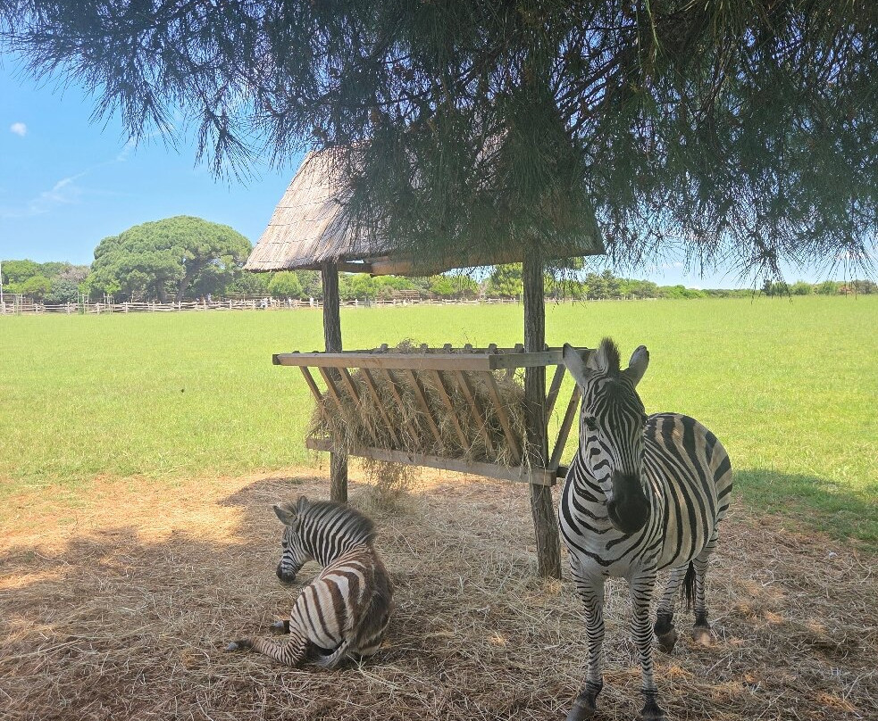 Brijuni National Park-Brijuni必去景点