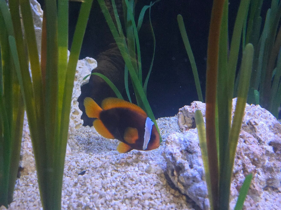 Texas State Aquarium-科珀斯克里斯蒂市必去景点