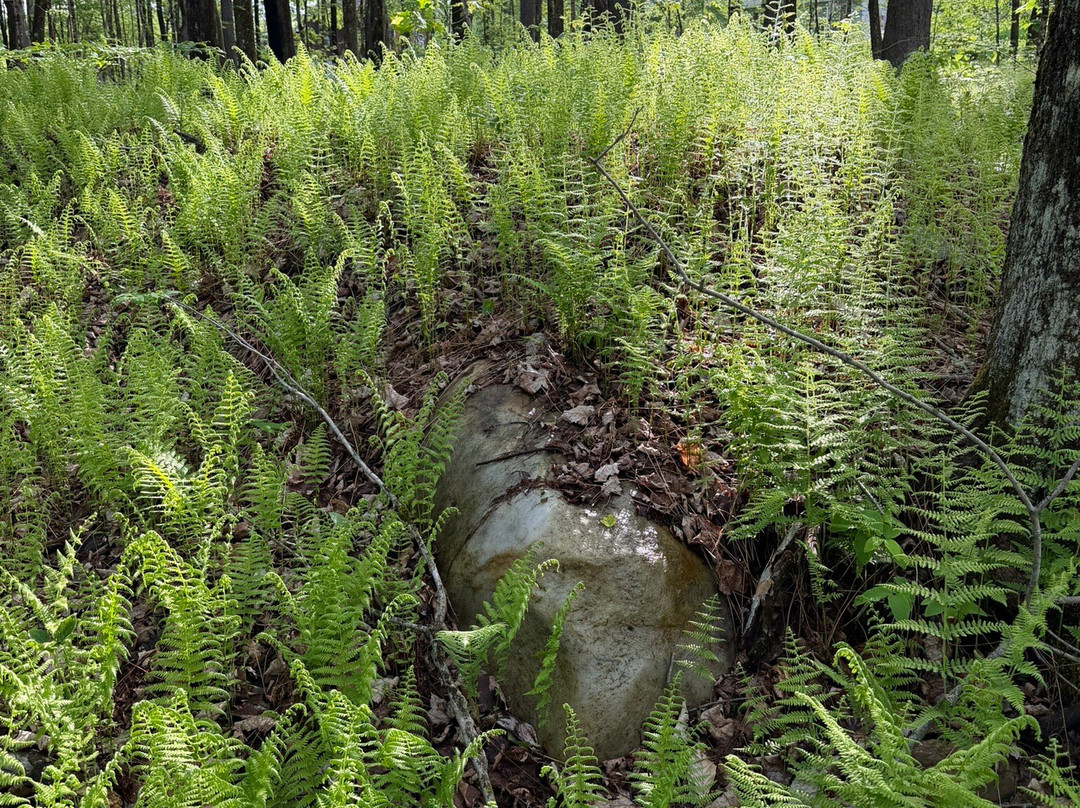 Fernwood Forest Campground
