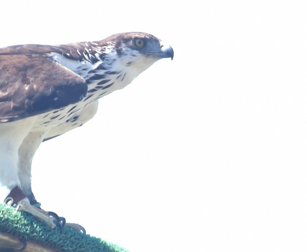 Hawk Conservancy Trust Bird of Prey Centre-Andover必去景点