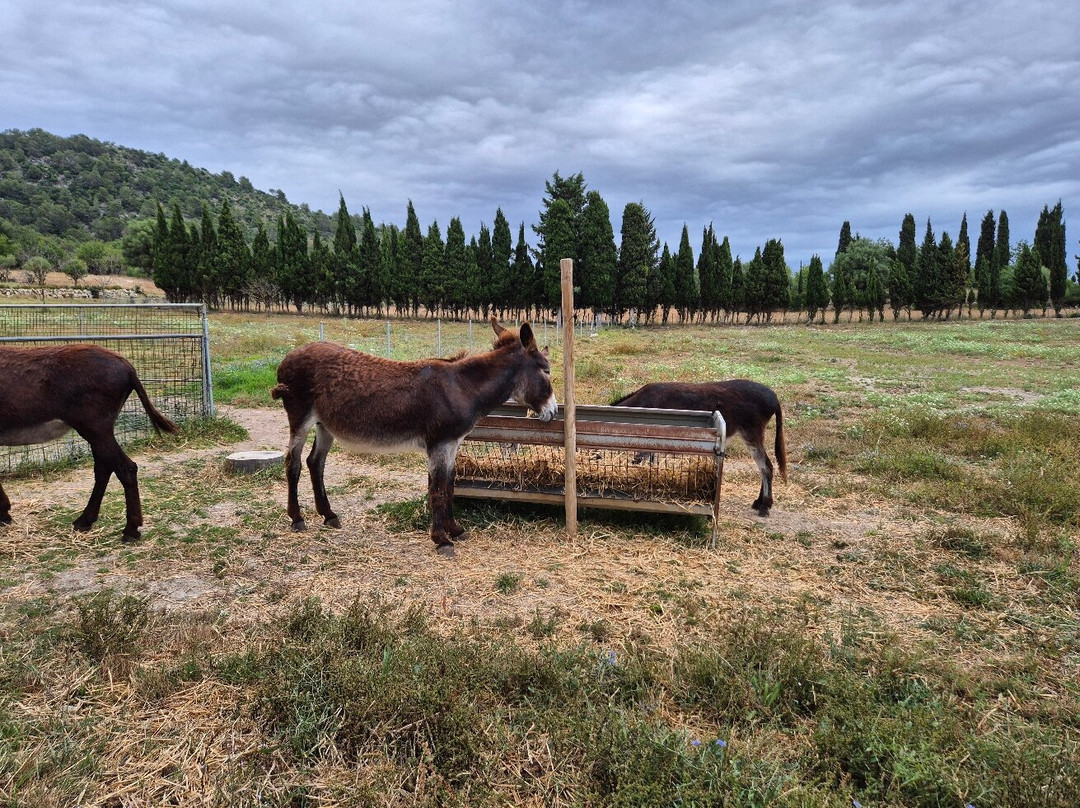 Mad Donkey Mallorca-Pollenca必去景点