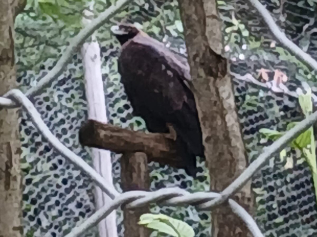 Parc Animalier d'Introd-Introd必去景点