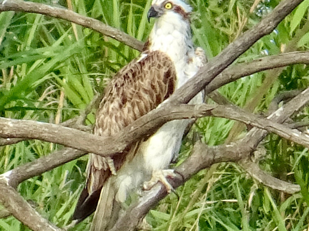 Ebro Delta Birding-Camarles必去景点