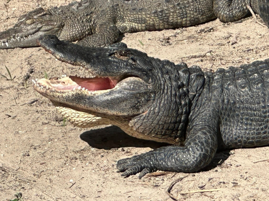 St. Augustine Alligator Farm Zoological Park-圣奥古斯丁必去景点