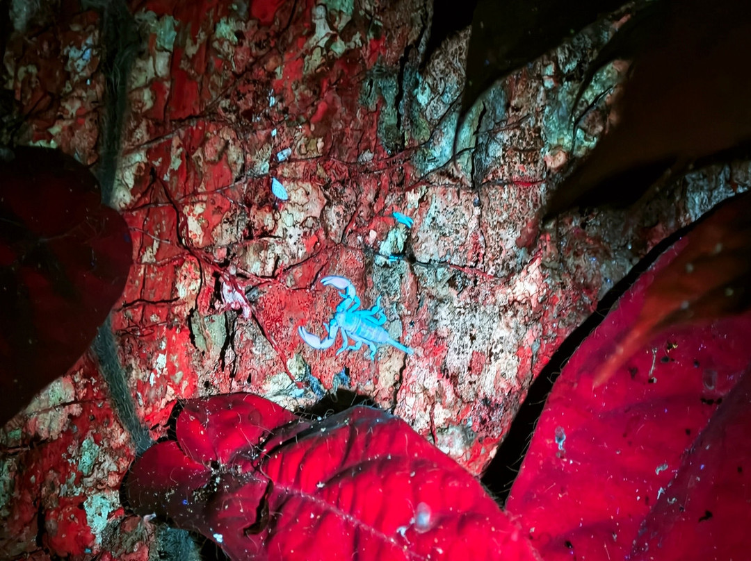 1StopBorneo Wildlife-斗湖必去景点