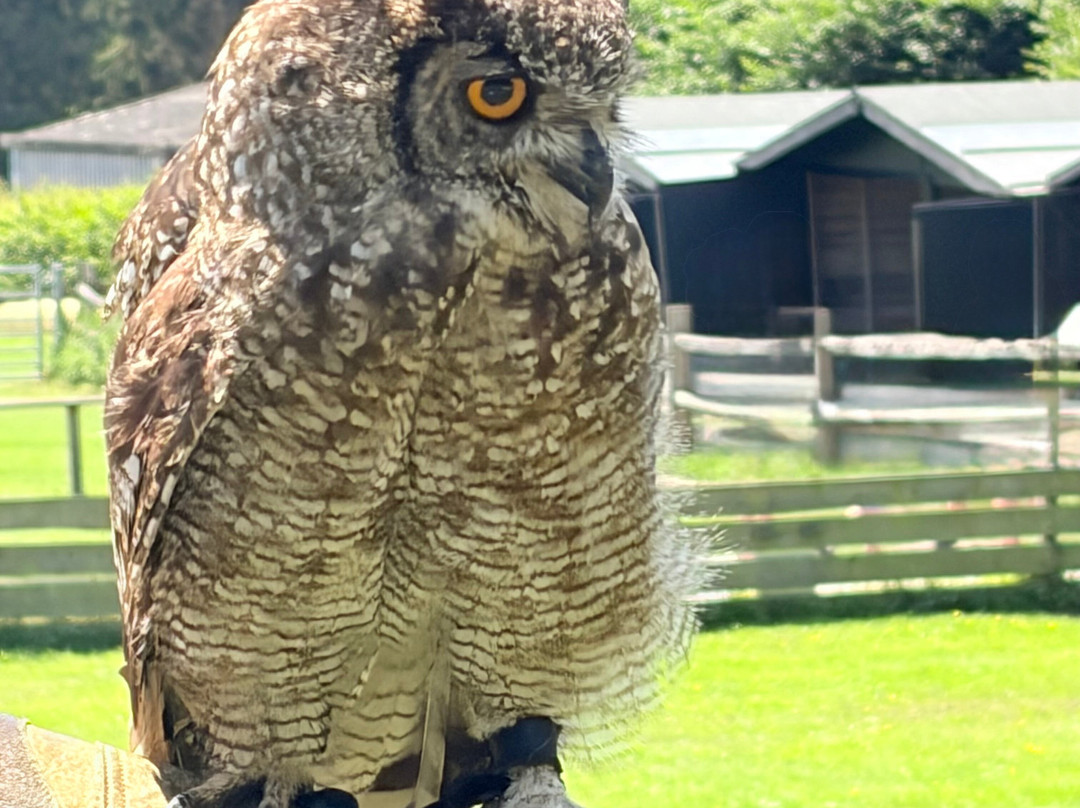 Leeds Castle Falconry Experiences-Leeds必去景点