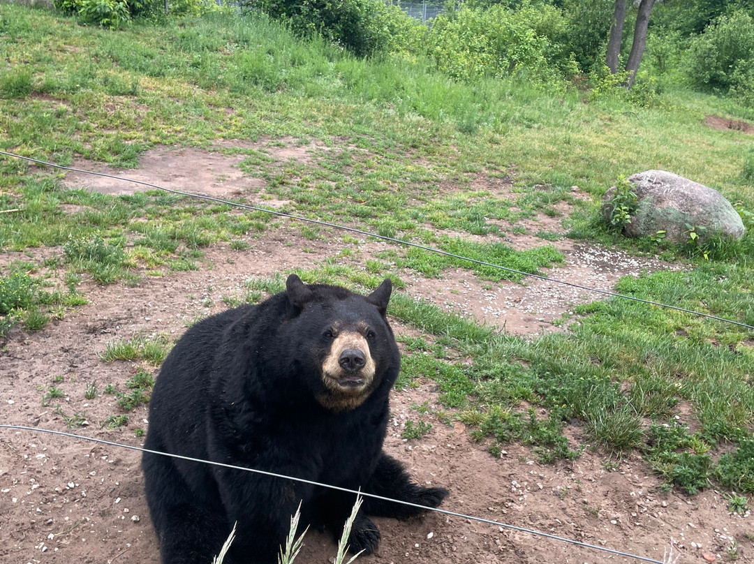Oswald's Bear Ranch-Newberry必去景点