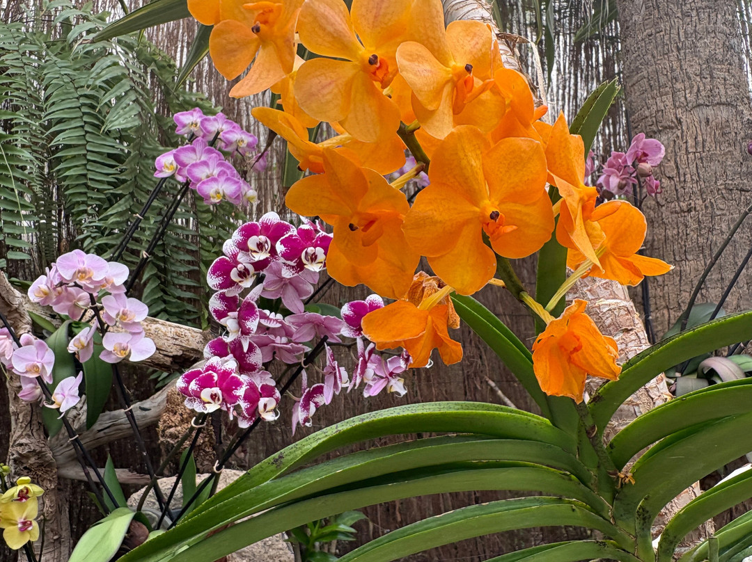 Jardin de Orquideas de Sitio Litre-德拉克鲁兹索尔港必去景点