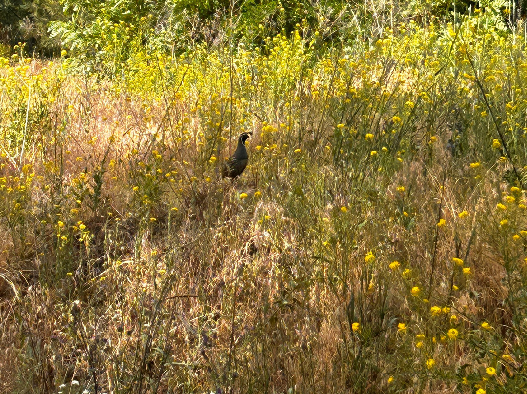 Mission Creek Regional Park-基洛纳必去景点