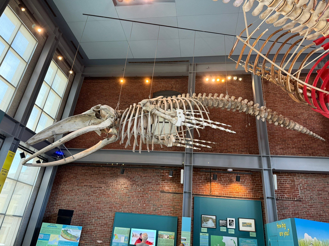 New Bedford Whaling Museum-新贝德福德必去景点