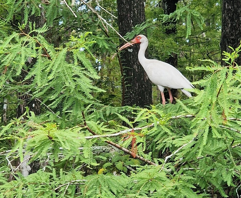 Six Mile Cypress Slough Preserve-迈尔斯堡必去景点