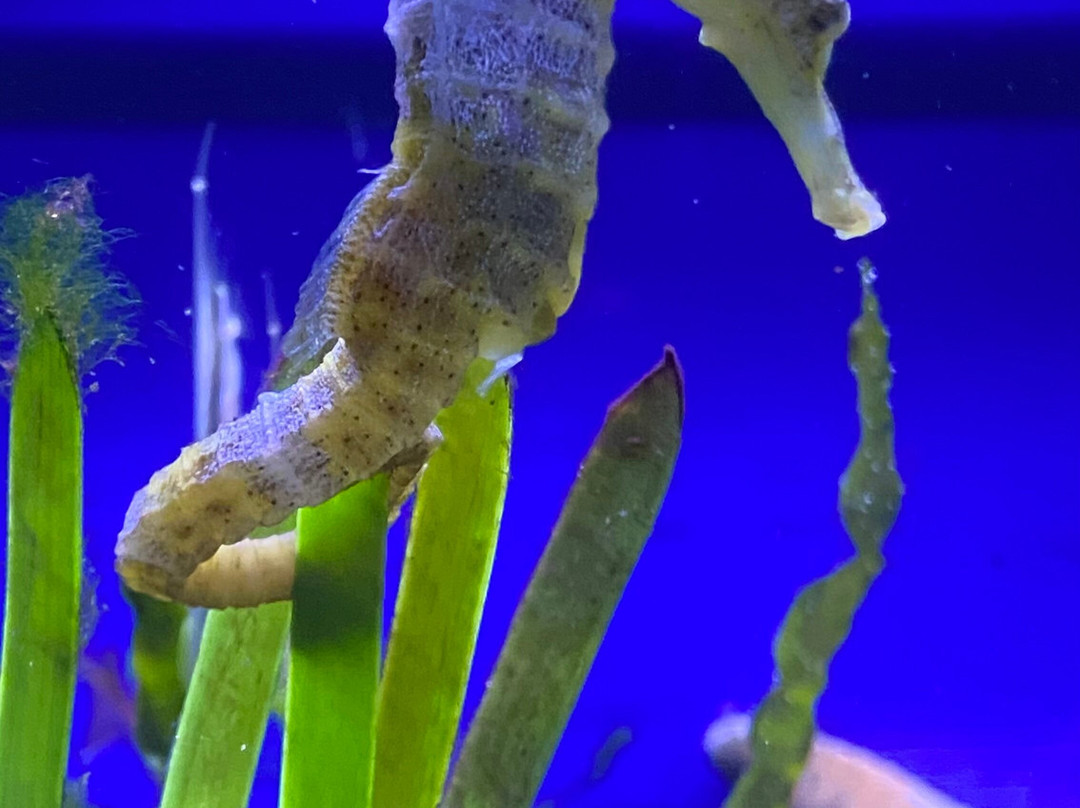 Sea Life Scarborough-斯卡伯勒必去景点