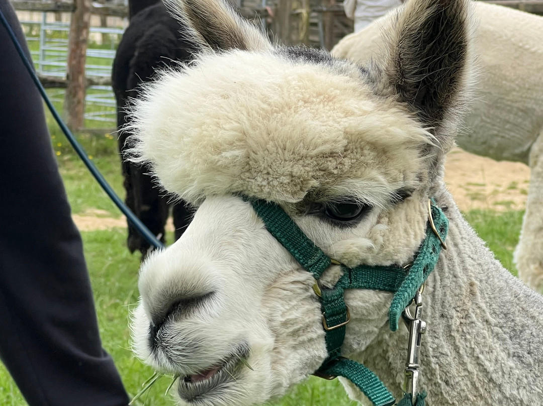 Alpaca Walking - With Spring Farm Alpacas-Fletching必去景点