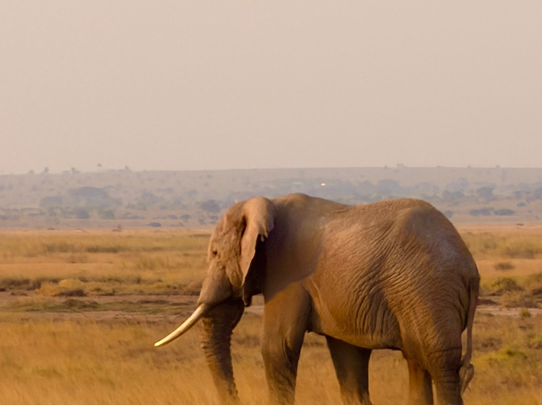 Flexivel Kenya Safaris-内罗毕必去景点