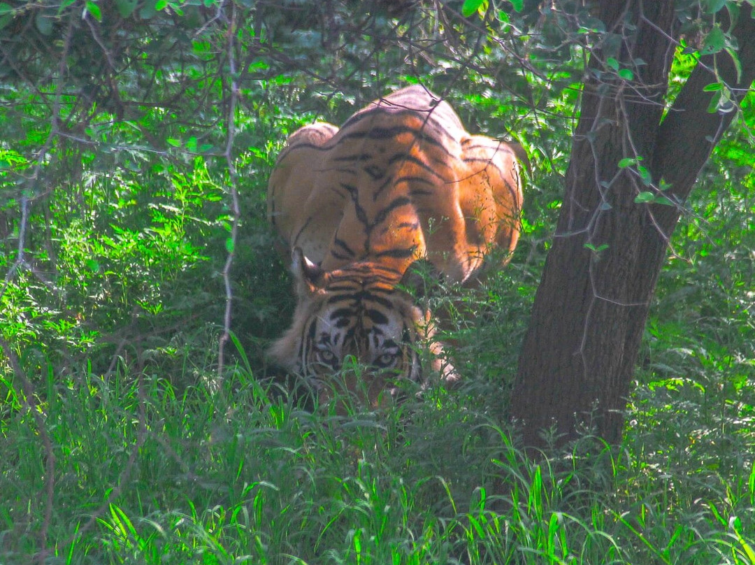 Sariska Tiger Reserve-阿尔瓦必去景点