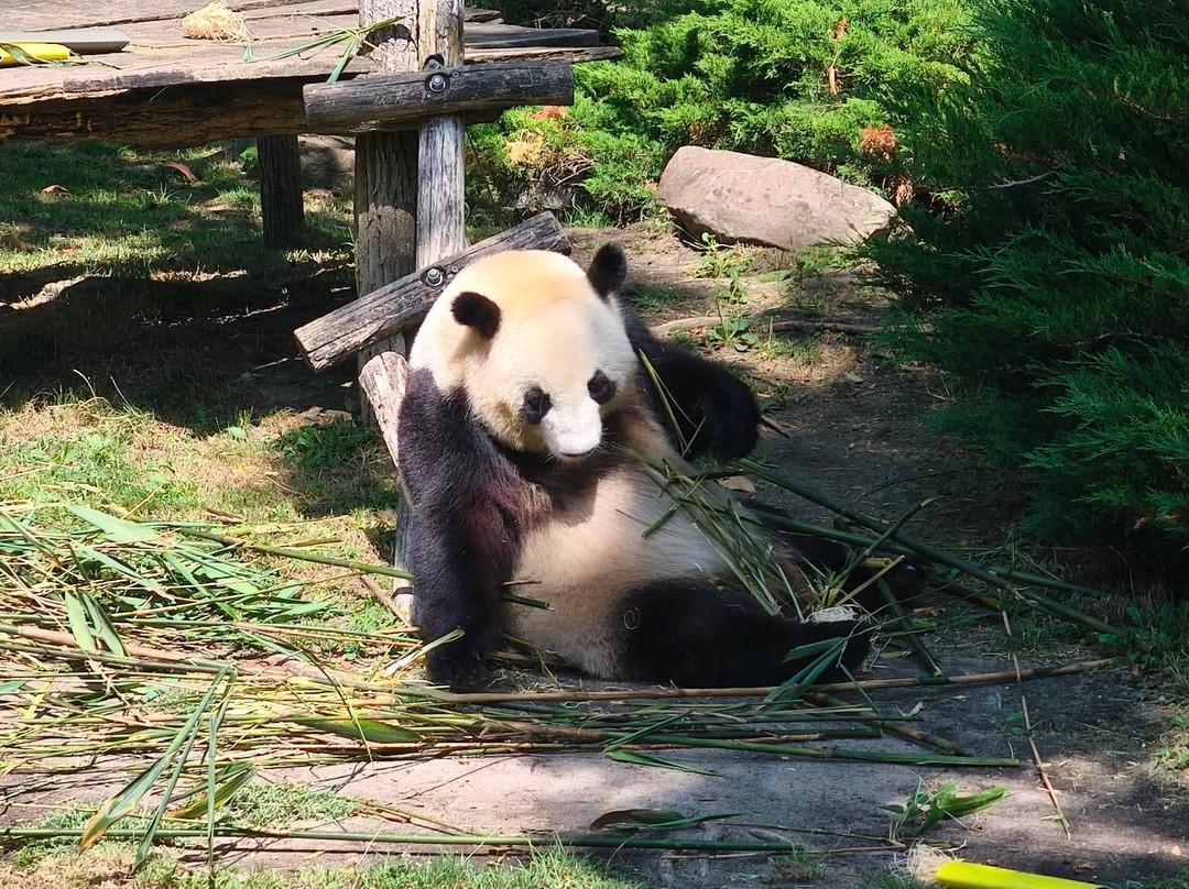 ZooParc de Beauval-圣艾尼昂必去景点