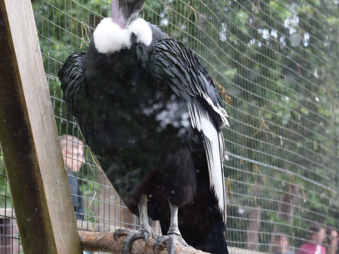 Welsh Mountain Zoo-科尔温湾必去景点