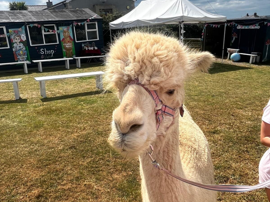 Cranfield Alpacas (alpaca Experiences In The Mournes).-Kilkeel必去景点