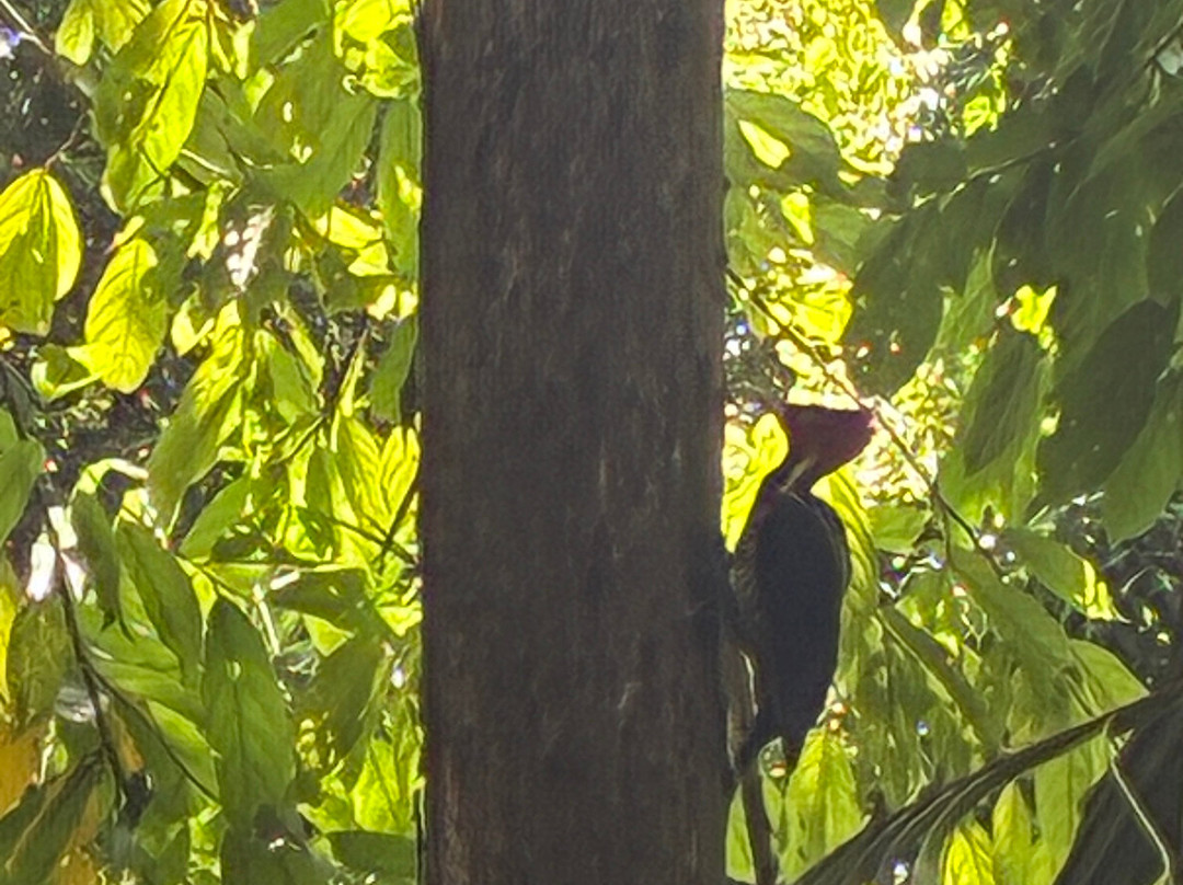 Manuel Antonio National Park-哥斯达黎加安东尼奥国家公园必去景点