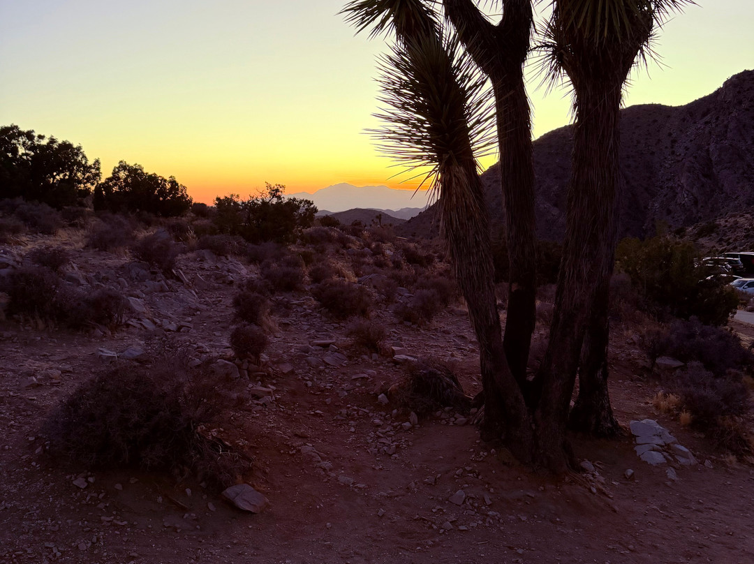 Joshua Tree National Park-约书亚树必去景点