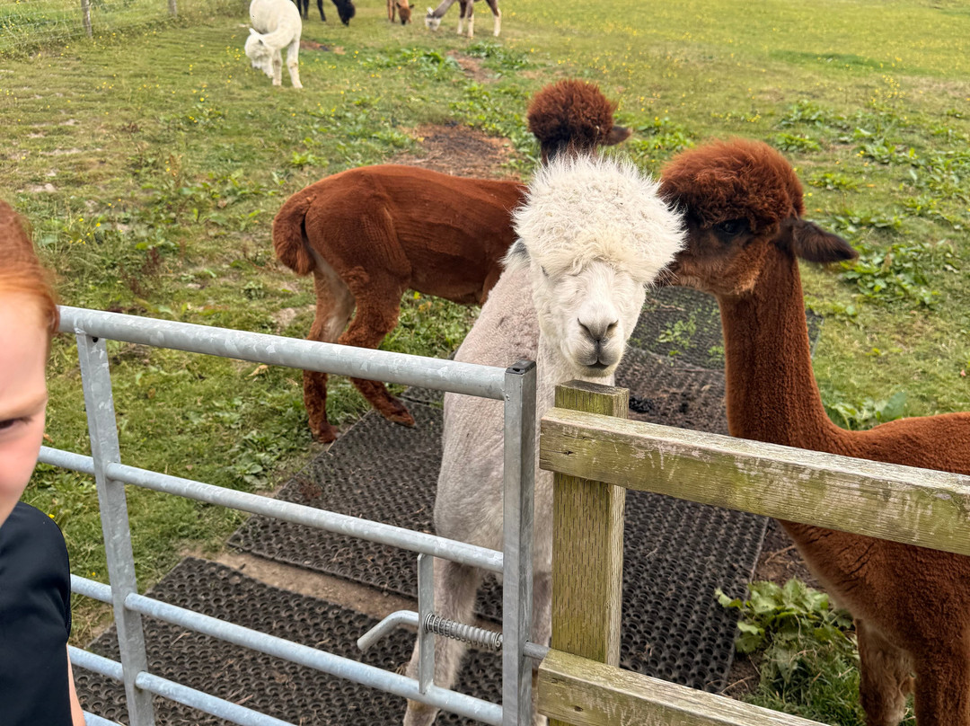Wreay Syke Alpacas-肯德尔必去景点