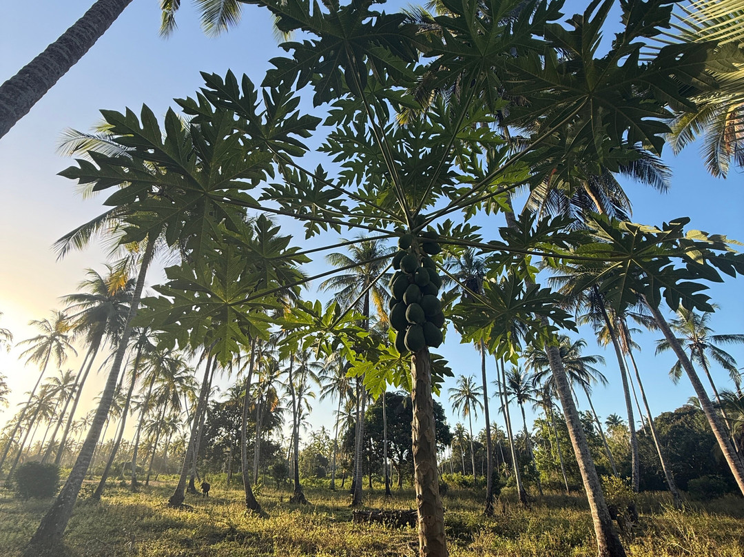 Village Green Spice farm-桑给巴尔岛必去景点