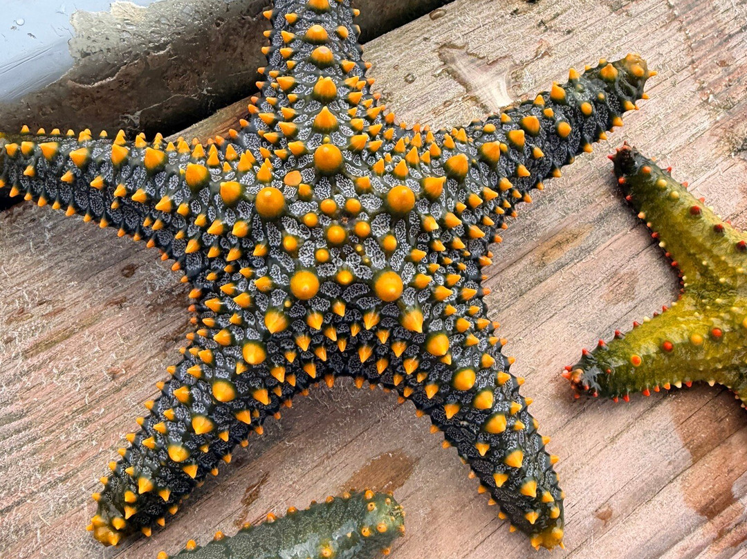 Best Zanzibar Snorkeling tours-桑给巴尔市必去景点