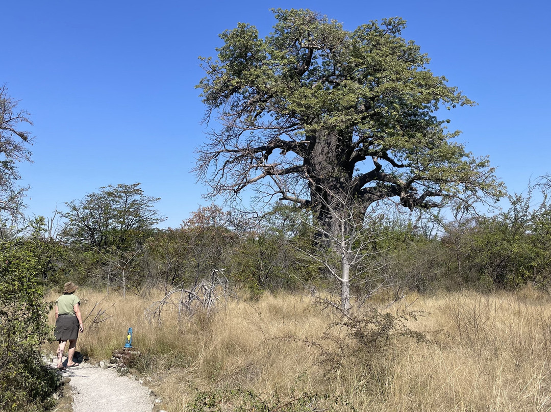 Planet Baobab-Gweta必去景点