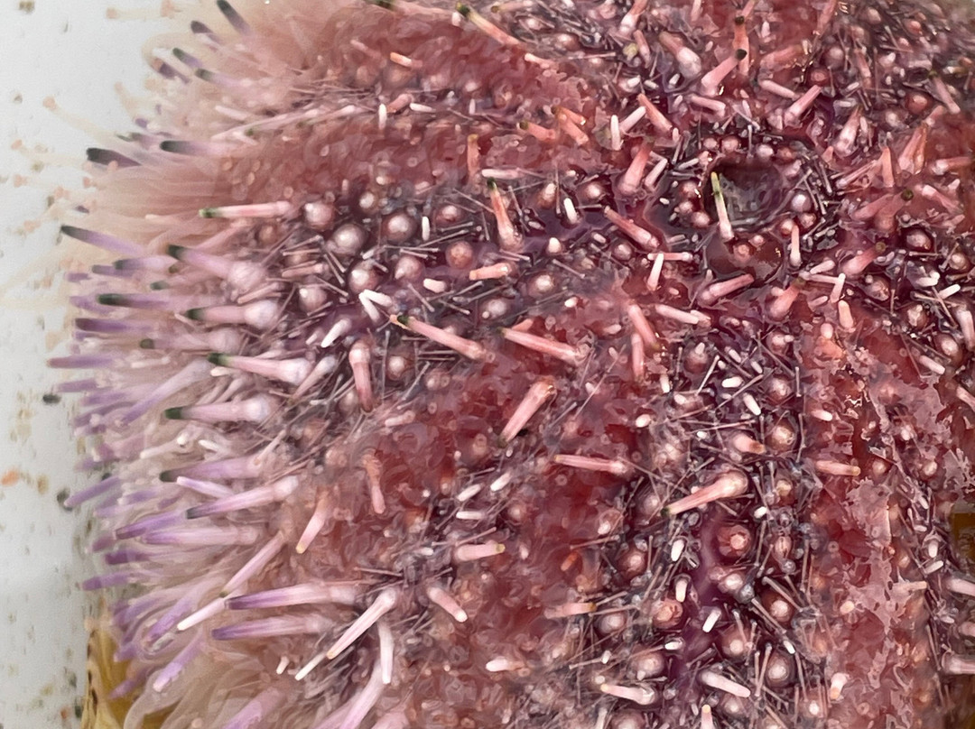 Shetland Rockpool Safaris-Sandwick必去景点